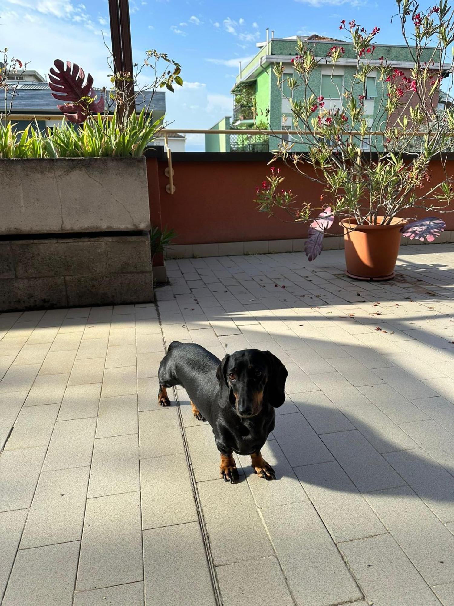 Meraviglioso Super Attico Con Terrazza Milano Exteriör bild
